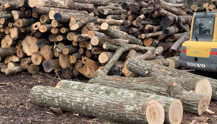 Kids pose for photo with big logged trees in Somerset New Jersey