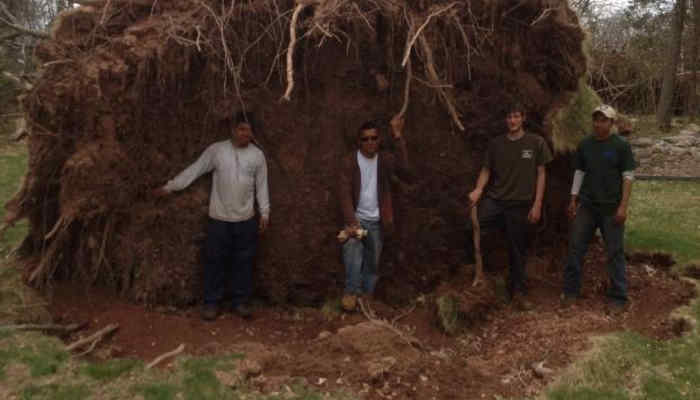 Large tree root removal pulled up from ground